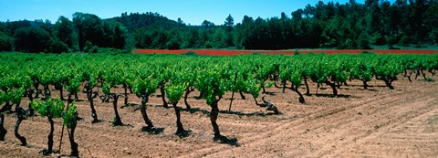 Framed Vineyards and red poppies in summer morning light, Provence-Alpes-Cote d&#39;Azur, France Print