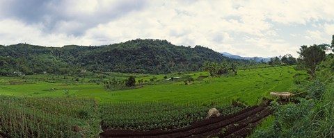 Framed Terraced rice field, Indonesia Print