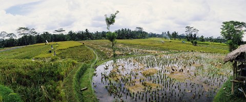 Framed Farmers working in a rice field, Bali, Indonesia Print