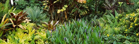 Framed Close-up of plants, Hawaii Print