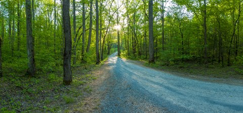 Framed Dirt road passing through a forest, Great Smoky Mountains National Park, Blount County, Tennessee, USA Print