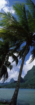 Framed Palm tree on Cook&#39;s Bay with Mt Mouaroa in the Background, Moorea, Society Islands, French Polynesia Print