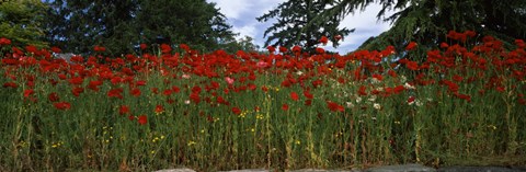 Framed Flanders field poppies (Papaver rhoeas) in a field, Anacortes, Fidalgo Island, Skagit County, Washington State Print