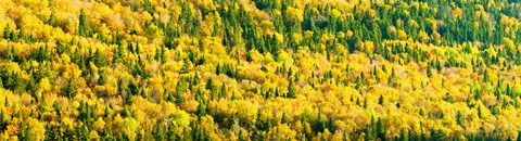 Framed Autumn Colors at Appalachian Mountains, Mount Carleton Provincial Park, Restigouche County, New Brunswick, Canada Print
