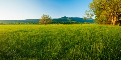 Framed Lone oak tree in a field, Cades Cove, Great Smoky Mountains National Park, Tennessee, USA Print