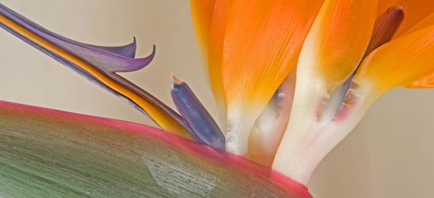 Framed Close Up of Strelitzia in bloom, California Print