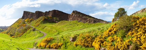 Framed Gorse bushes growing on Arthur&#39;s Seat, Edinburgh, Scotland Print