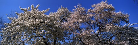Framed Top of a Cherry blossom, St. James&#39;s Park, London, England Print