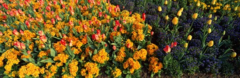 Framed Flowers in Hyde Park, City of Westminster, London, England Print