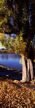 Framed Banks of Lake Wakatipu, Queenstown, South Island, New Zealand Print