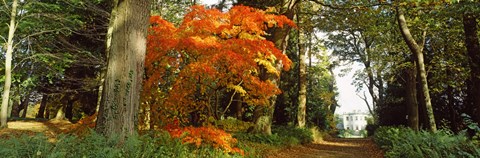 Framed Autumn trees at Thorp Perrow Arboretum, Bedale, North Yorkshire, England Print