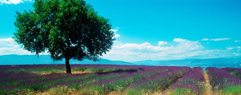 Framed Tree in the middle of a Lavender field, Provence-Alpes-Cote d&#39;Azur, France Print