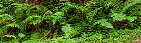 Framed Ferns in front of Redwood trees, Redwood National Park, California, USA Print