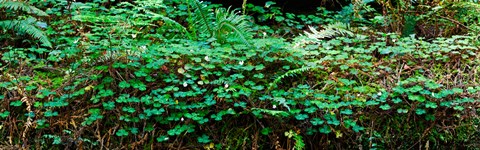 Framed Clover and Ferns on downed Redwood tree, Brown&#39;s Creek Trail, Jedediah Smith Redwoods State Park, California, USA Print