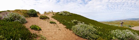 Framed Sand dunes covered with iceplants, Manchester State Park, California Print