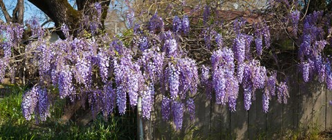 Framed Wisteria flowers in bloom, Sonoma, California, USA Print