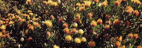 Framed Wildflowers in a field, Maui, Hawaii Print