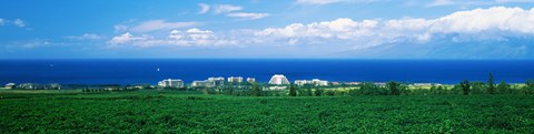 Framed Coffee Field at the oceanside, Maui, Hawaii, USA Print