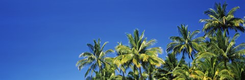 Framed Palm Trees, Maui, Hawaii (low angle view) Print