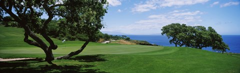 Framed Trees on a golf course, The Manele Golf course, Lanai City, Hawaii, USA Print