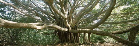 Framed Banyan Tree, Maui, Hawaii Print