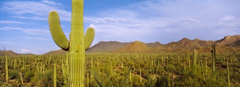 Framed Cactus Field, Saguaro National Park, Arizona Print