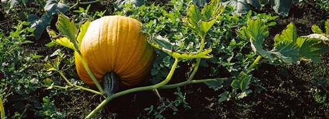 Framed Pumpkin growing in a field, Half Moon Bay, California, USA Print