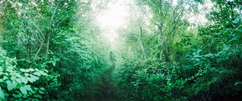 Framed Trail through the woods along Fort Tilden beach, Queens, New York City, New York State, USA Print