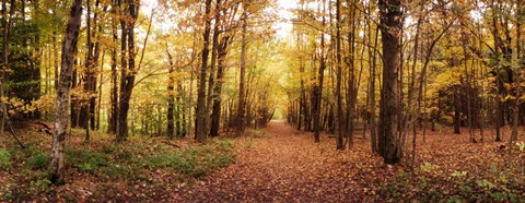 Framed Trail through the forest of the Catskills in Kaaterskill Falls in Autumn, New York State, USA Print