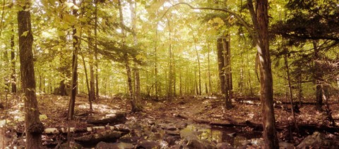 Framed Forest, Catskill Mountains, New York State, USA Print