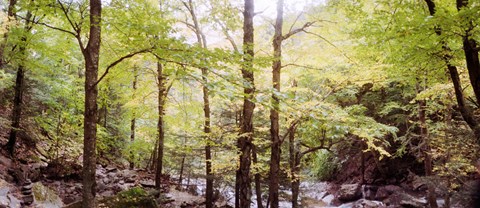 Framed Forest, Kaaterskill Falls, Catskill Mountains, New York State, USA Print