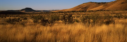 Framed Dry grass on a landscape, Texas, USA Print