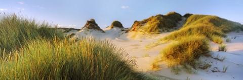 Framed Morning light on Forvie dunes, Newburgh, Aberdeenshire, Scotland Print