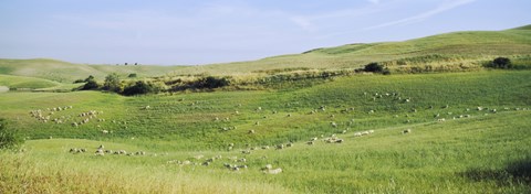 Framed Flock of sheep in a field, Tuscany, Italy Print