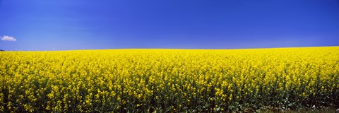 Framed Canola field in bloom, Idaho Print