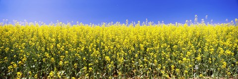 Framed Close up of Canola in bloom, Idaho Print