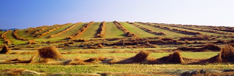 Framed Harvested wheat field, Palouse County, Washington State, USA Print
