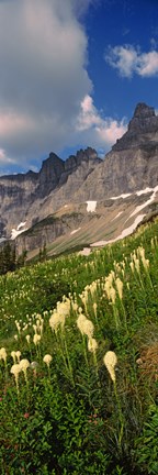 Framed Beargrass with Mountains, Glacier National Park, Montana Print