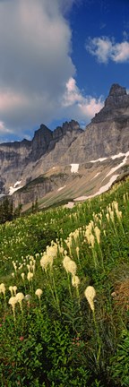 Framed Beargrass with Mountains, Glacier National Park, Montana Print