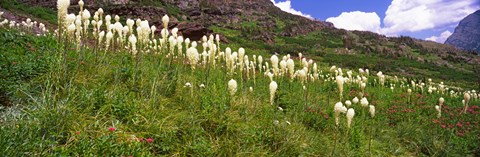 Framed Close Up of Beargrass, US Glacier National Park, Montana Print