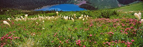 Framed Beargrass with Grinnell Lake in the background, Montana Print