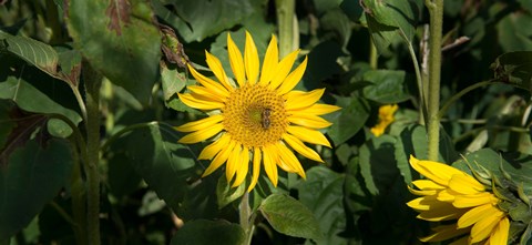 Framed Bee on sunflower, Baden-Wurttemberg, Germany Print