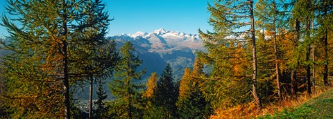 Framed Trees in autumn at Simplon Pass, Valais Canton, Switzerland (horizontal) Print