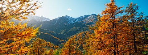 Framed Larch trees in autumn at Simplon Pass, Valais Canton, Switzerland Print