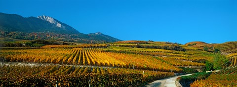 Framed Vineyards in autumn, Valais Canton, Switzerland Print