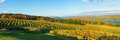 Framed Vineyard, Keuka Lake, Finger Lakes, New York State, USA Print