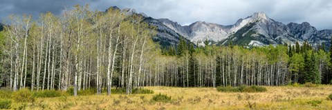 Framed Aspen trees with mountains in the background, Bow Valley Parkway, Banff National Park, Alberta, Canada Print