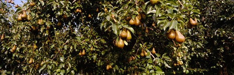 Framed Close Up of Pear trees in an orchard, Hood River, Oregon Print