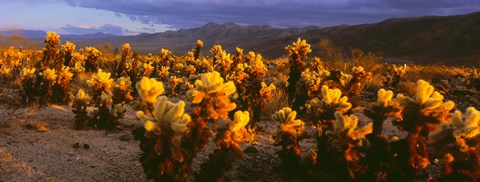 Framed Cholla cactus at sunset, Joshua Tree National Park, California Print