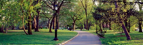 Framed Trees in a public park, Central Park, Manhattan, New York City, New York State, USA Print